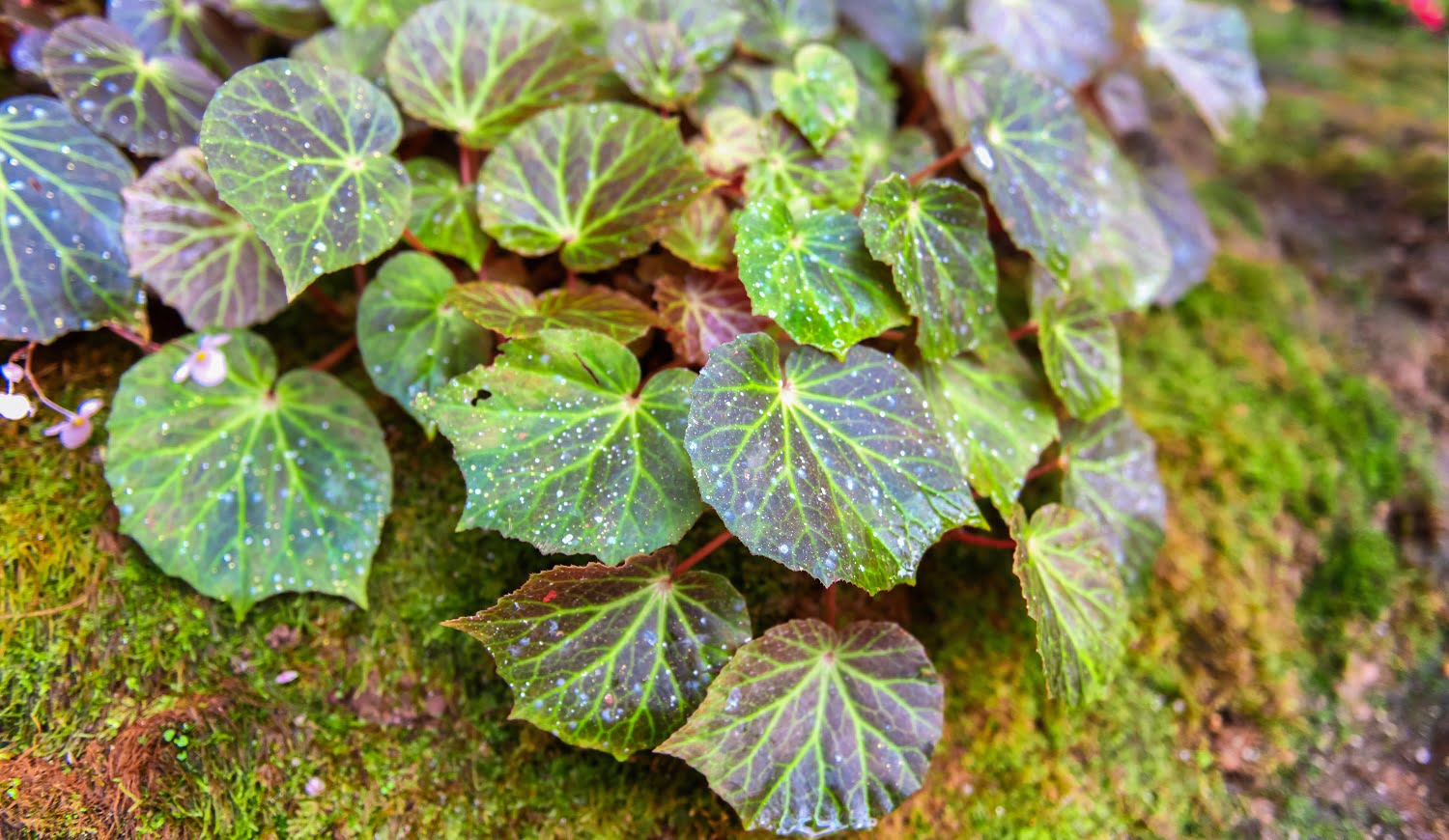 Wild ivy on tree bark in the park. Green nature in forest. Top Poison Ivy Killer Verdict