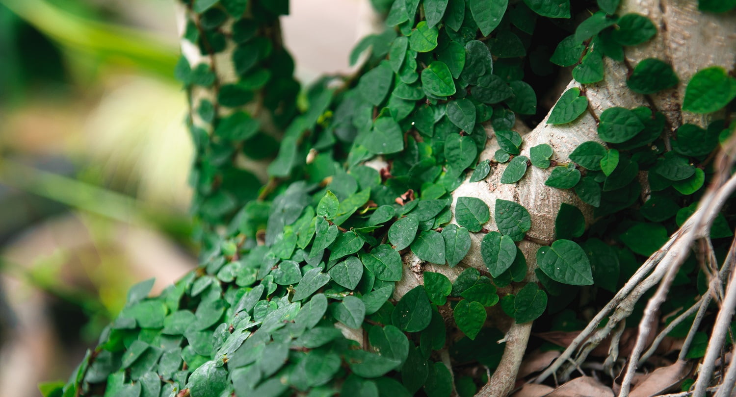 Tree trunk entwined with ivy, texture background