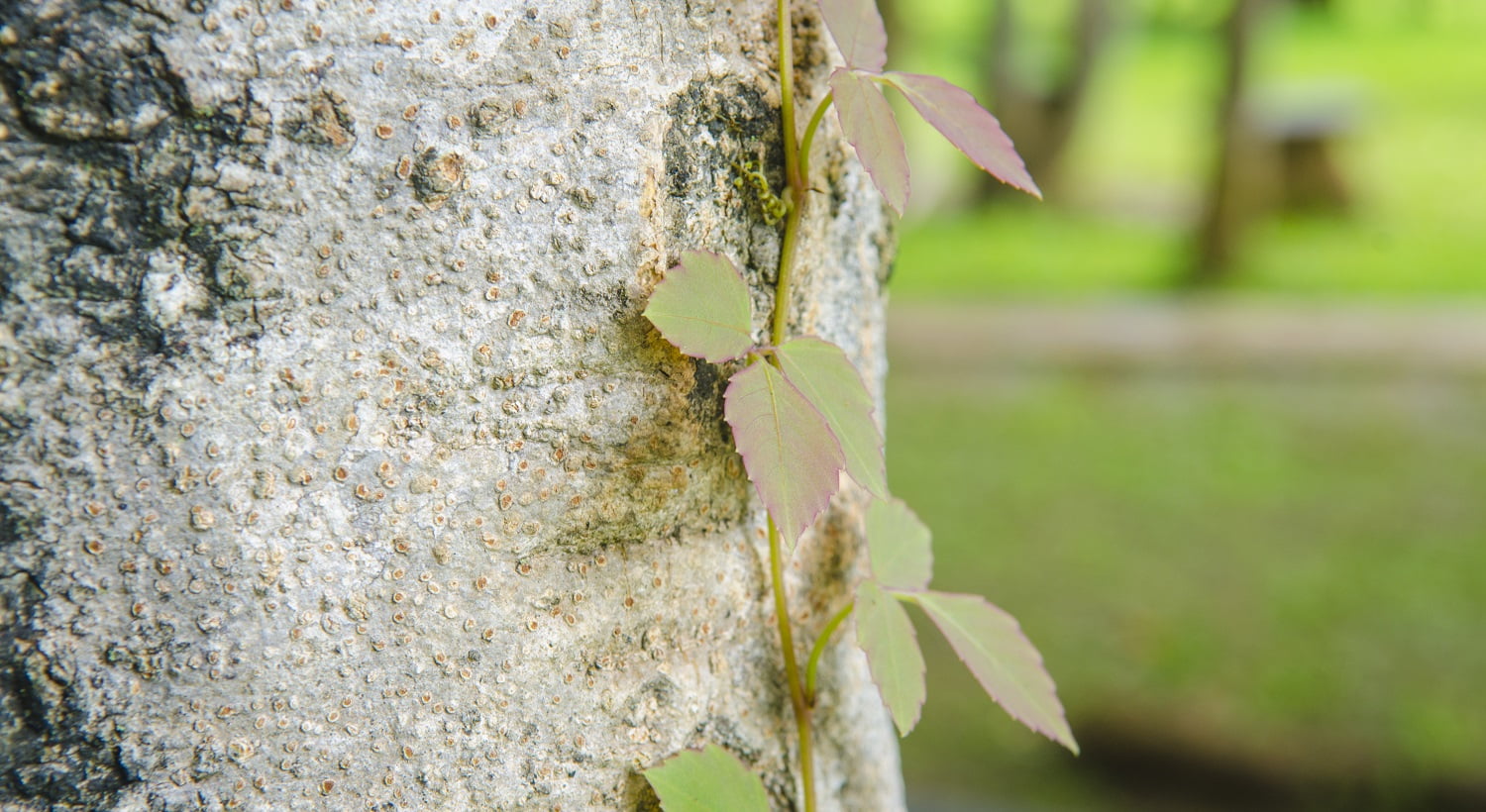 Poison ivy vine, toxicodendron radicans, growing up the side of a tree. Poison Ivy Killer Buyer’s Guide