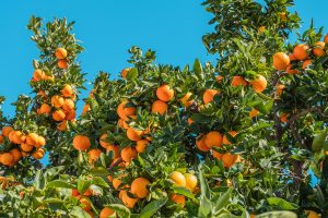 Verdict On Fertilizer For Citrus Trees