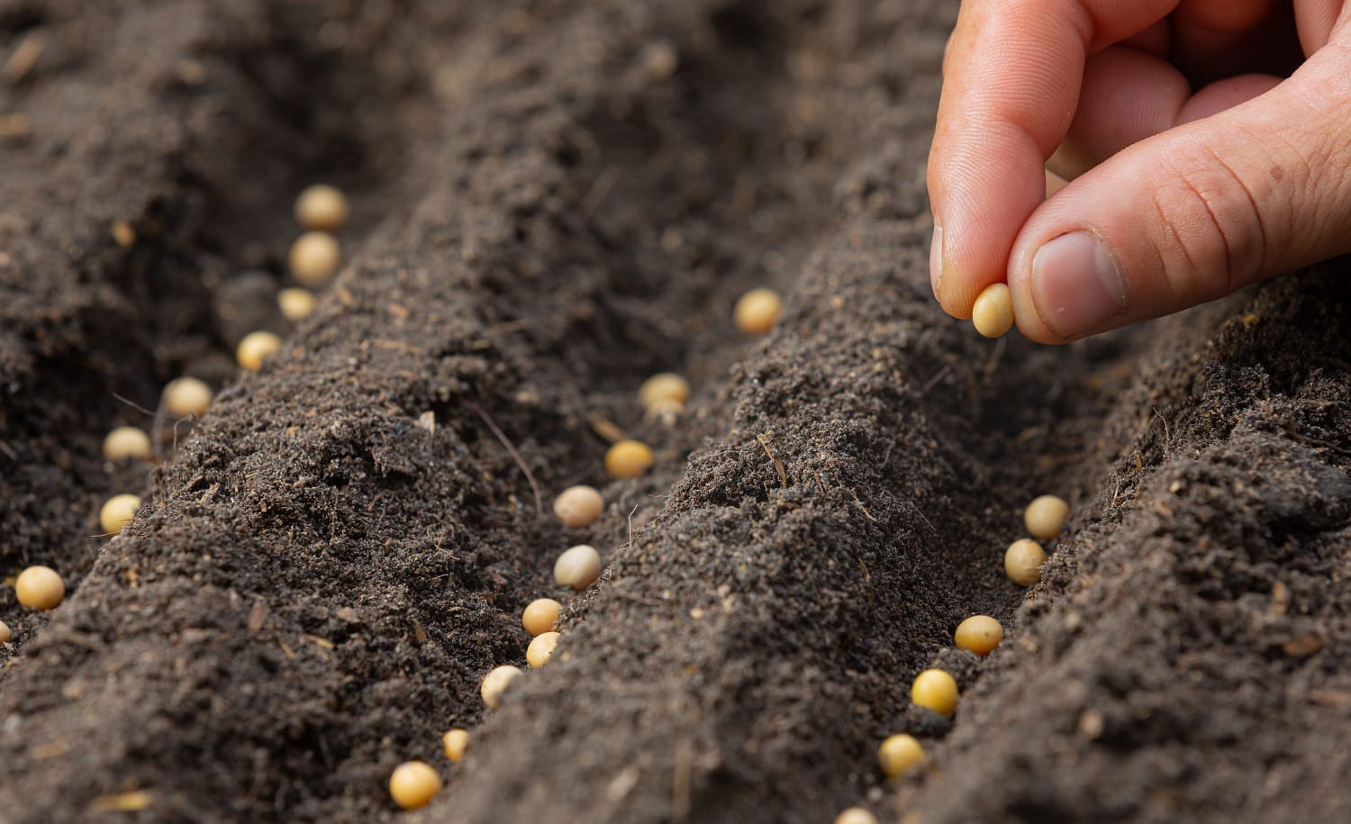 close up picture of hand holding planting the seed of the plant