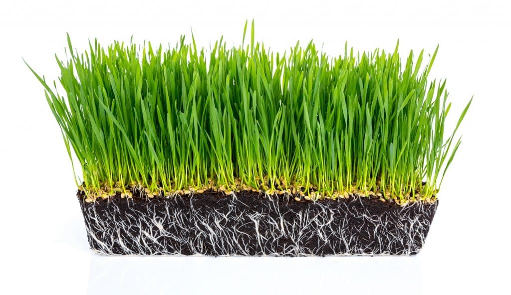 Does Grass Seed Go Bad [Expiration Dates Explained] [Ideas]