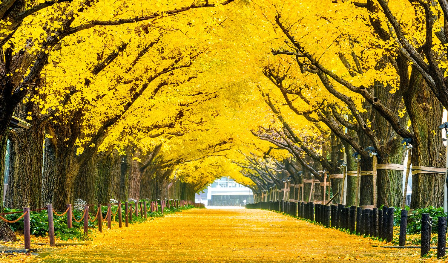 Row of yellow ginkgo tree in autumn. Autumn park in Tokyo, Japan.