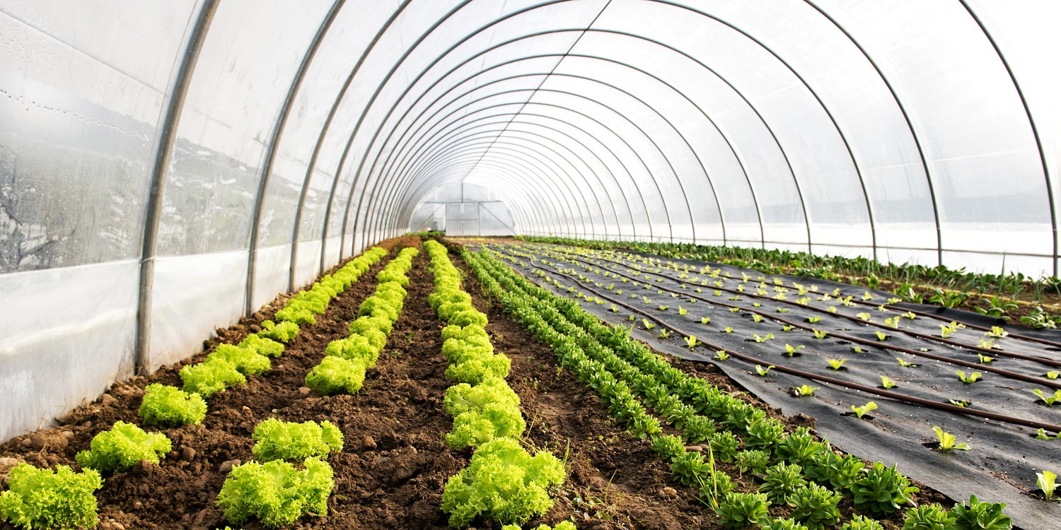 Interior of an agricultural greenhouse or tunnel with long rows of fresh green spring salad seedlings being cultivated for the table with lettuce and corn salad