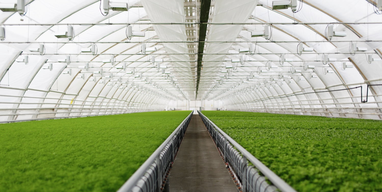 Young plants growing in very large plant commercial greenhouse