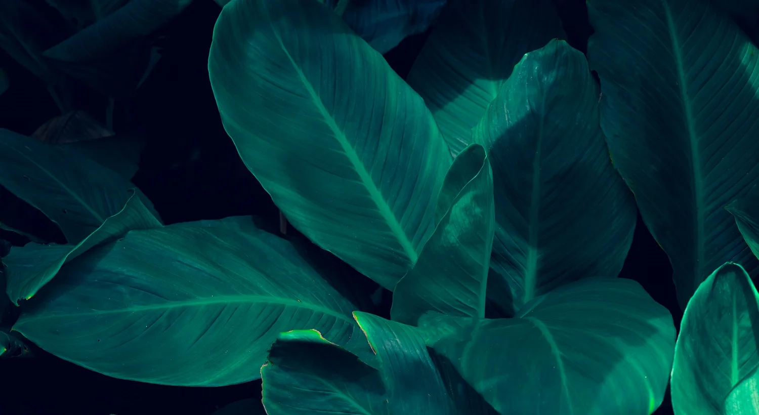 Leaves Calathea ornata pin stripe background blue