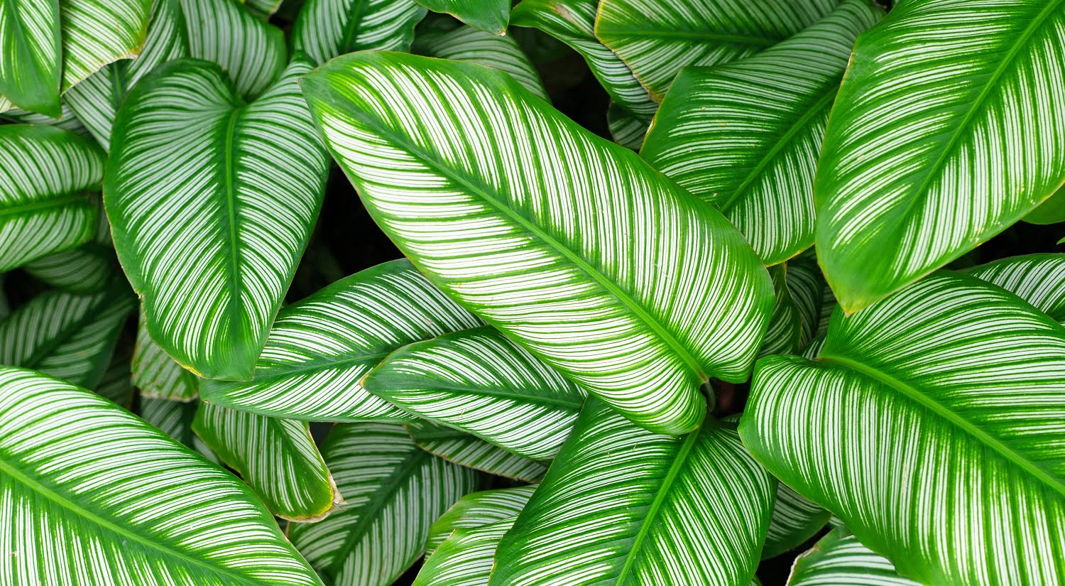 Green leaves with white stripes of Calathea majestica. Top view