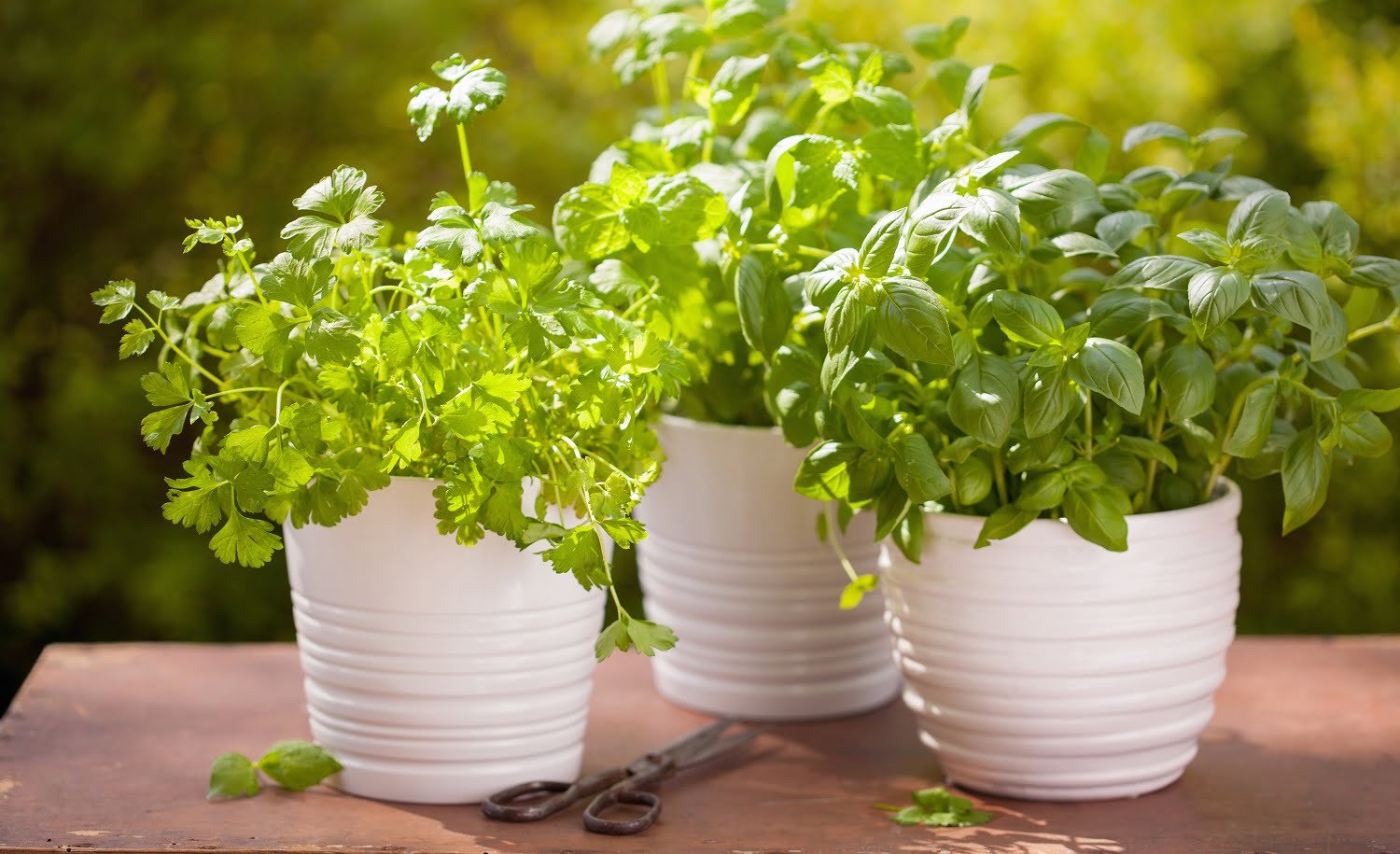 fresh basil cilantro mint herbs in garden