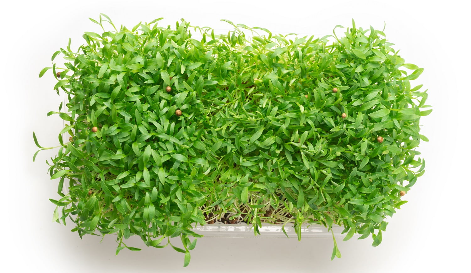 Fresh cilantro seedlings in plastic container isolated on white background.