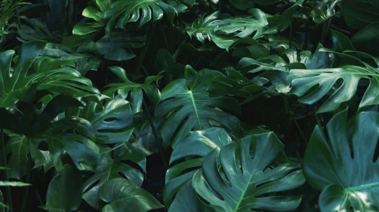 How to Grow and Care for Philodendron