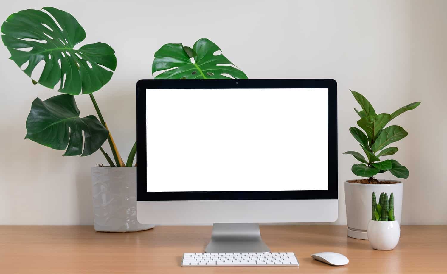 Blank screen of All in one Computer with Monstera, Fiddle Fig and Sansevieria cylindrica Plants on table