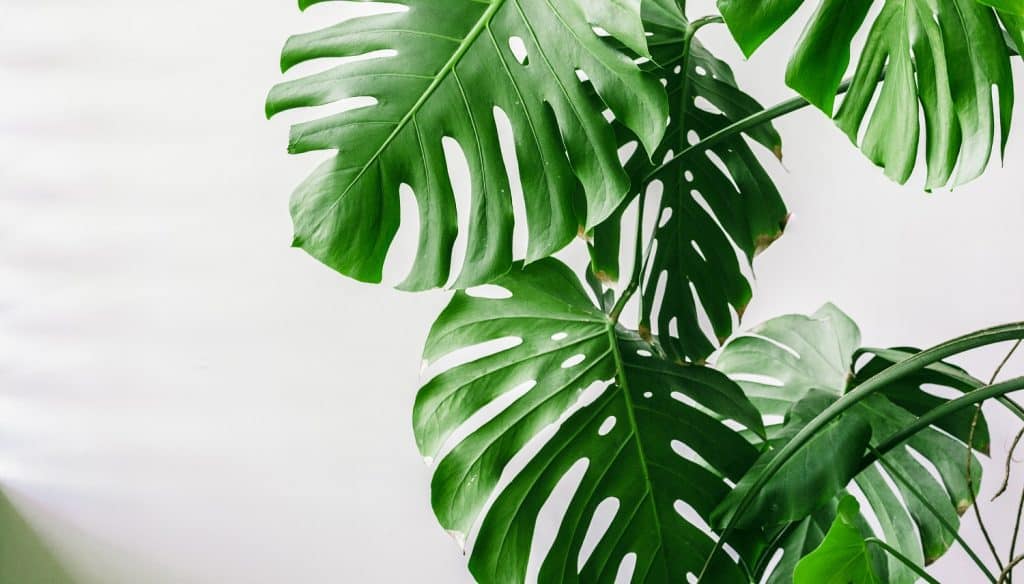 How To Grow And Care For Philodendron | All You Need To Know