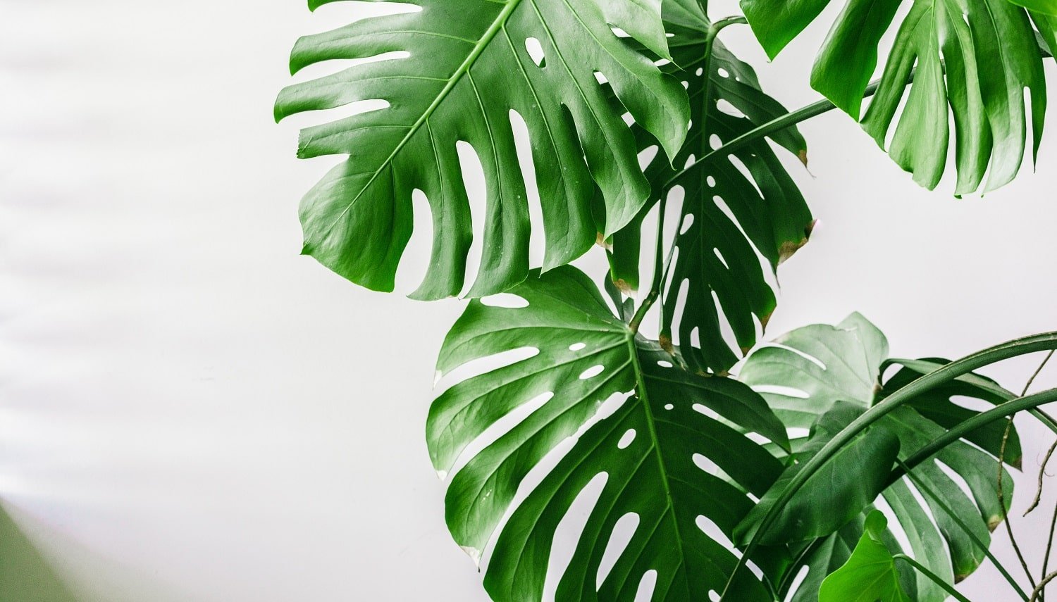 Exotic tropical monstera palm leaves at home.