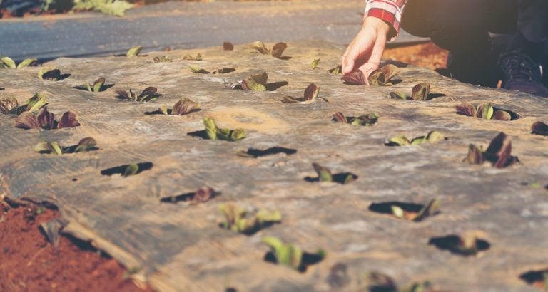 Smart farmer and plant products concept; Female gardener checking freshly plants in farm