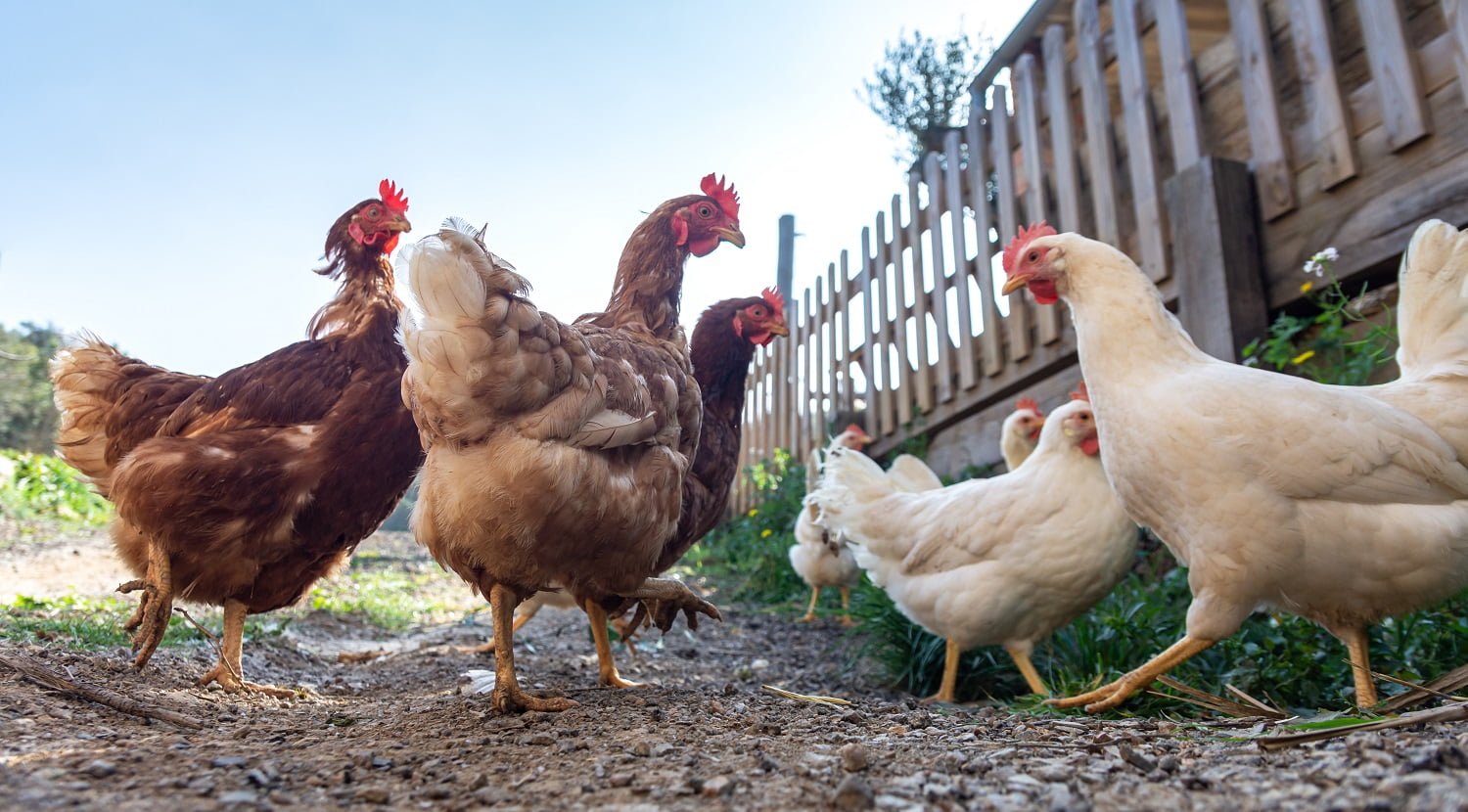 Hens raised in freedom and fed with organic food,Hens roosters and chickens