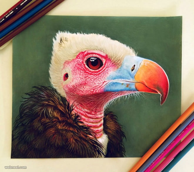 Preying Bird colorful pencil drawing ideas