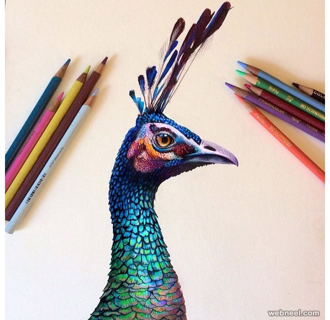 colored Peacock drawing