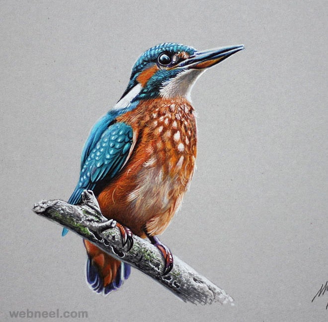 Bird Colored Pencil Drawing