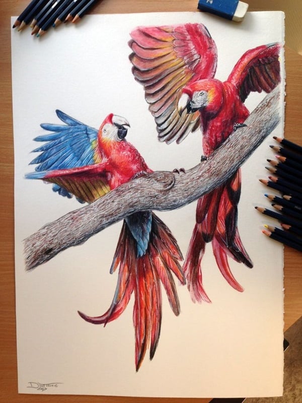 Bird Friends parrots drawing ideas