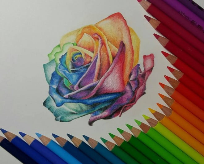 Rose 