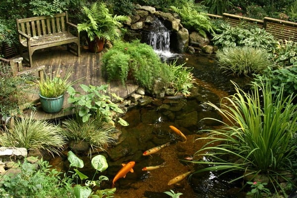 Pond With Fish And Plants