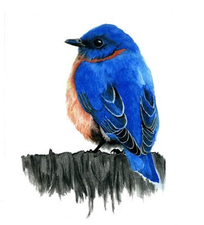Eastern Bluebird - Giclee Print