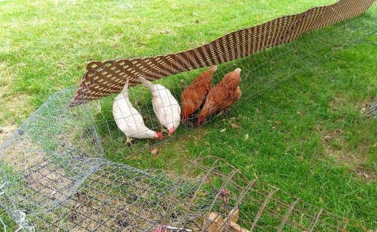 Chicken House Extension 