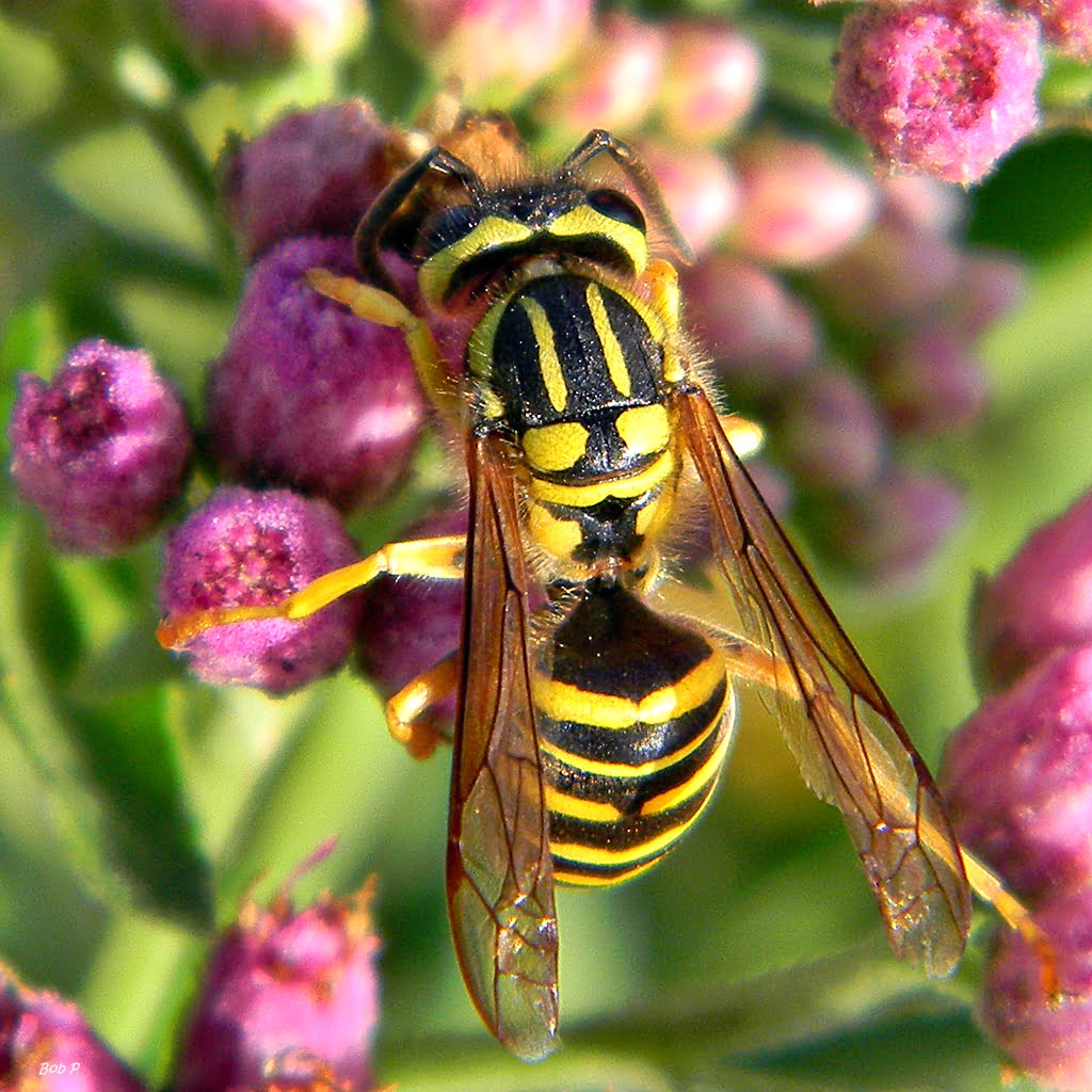 The Southern Yellow Jacket