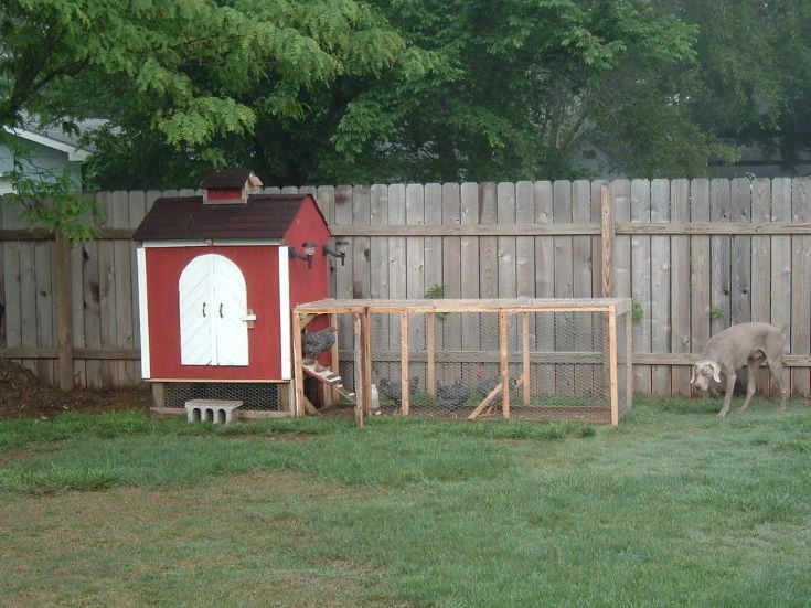 Backyard Coop Idea