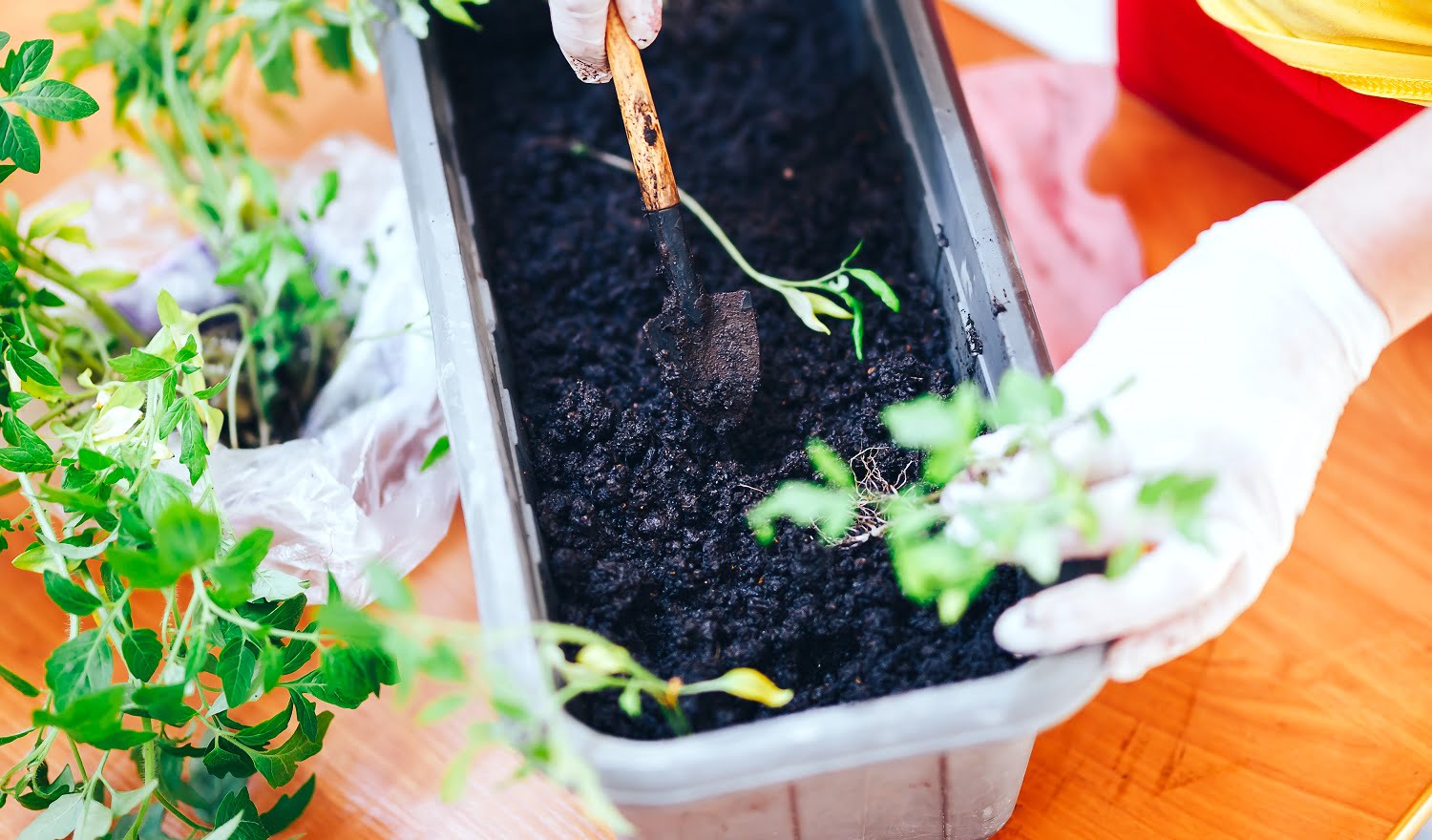 Woman's hands in white gloves plant seedlings of tomato in plastic black pot at home. Transplanting seedlings in a pot. Naturemills Indoor Composter