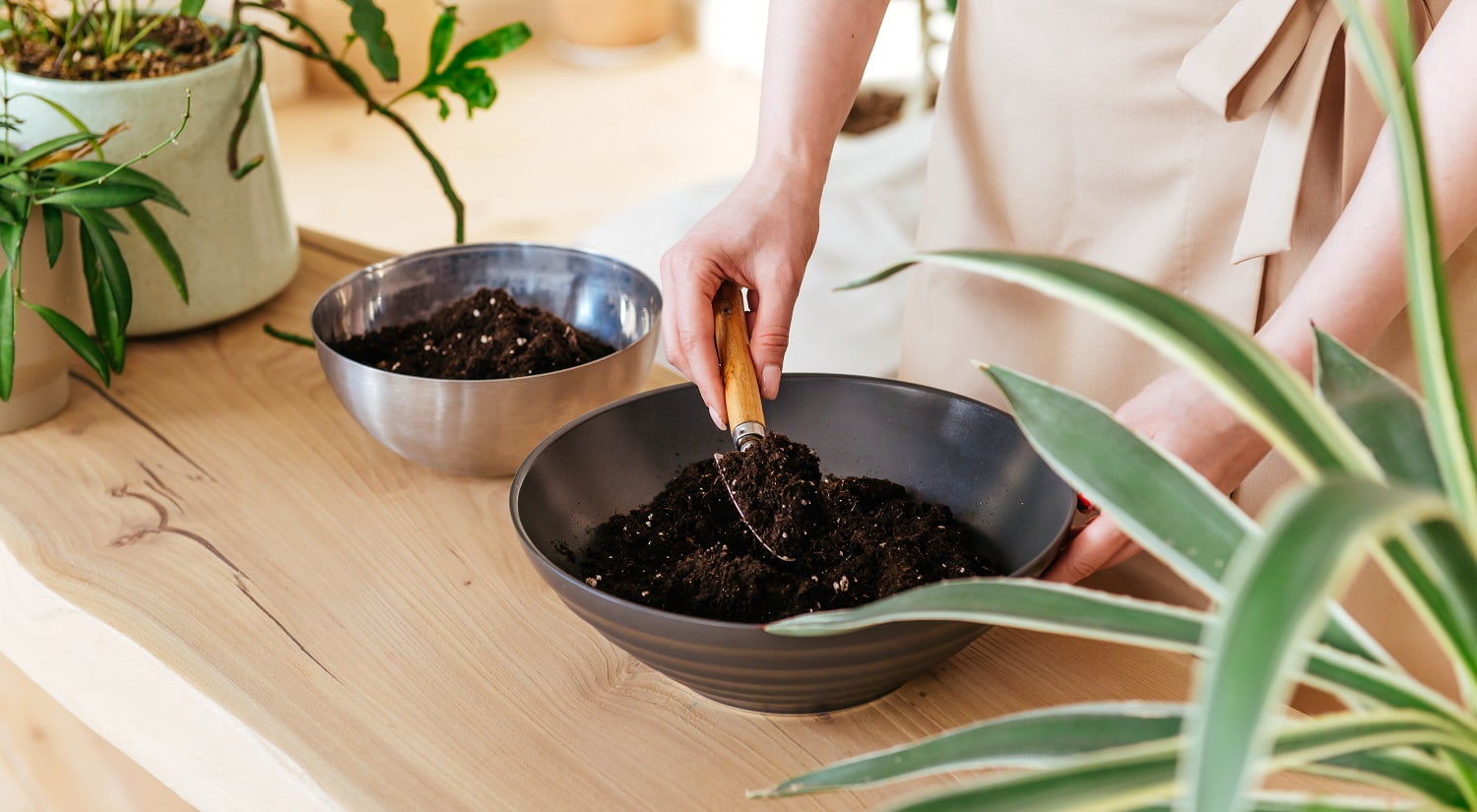 Woman preparing to replant plants indoor. Digging ground in bowl close up
