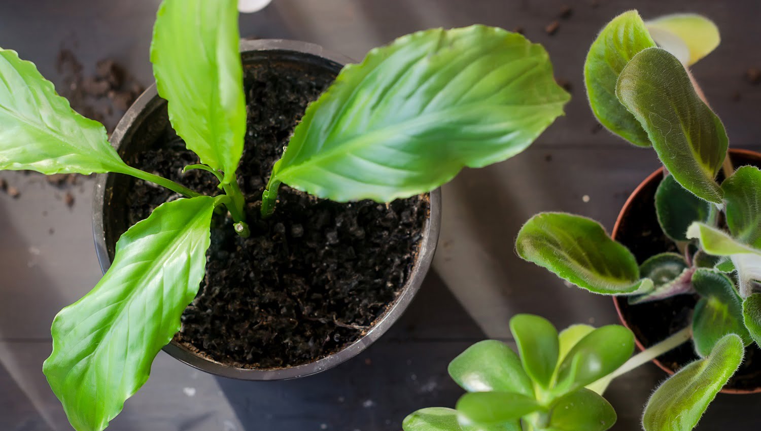 girl replanting and care home plants on the wooden table. Household plants and many peat pots, scattered soil. Concept of home garden and care for plants . Succulent transplant process. Naturemills Indoor Composter Conclusion