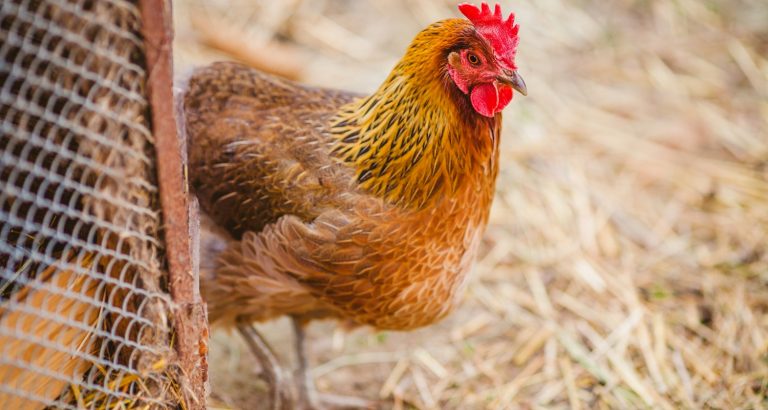 Close up of chicken in free range