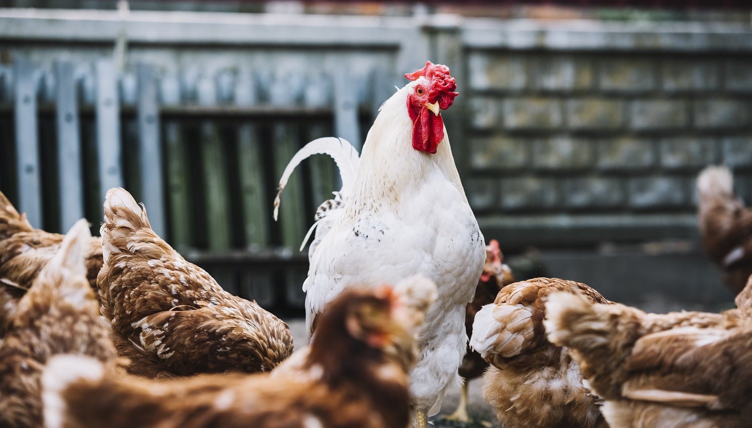 Portable Chicken Coop Plans You Can Easily Move 02