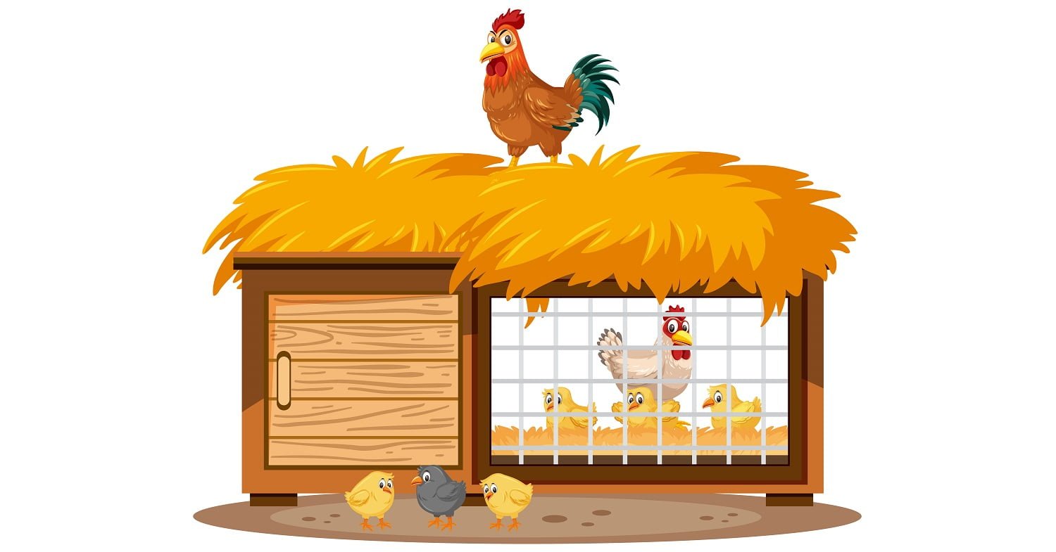 Chicken coops and chickens on white background illustration