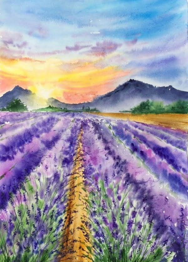 Lavender Fields 