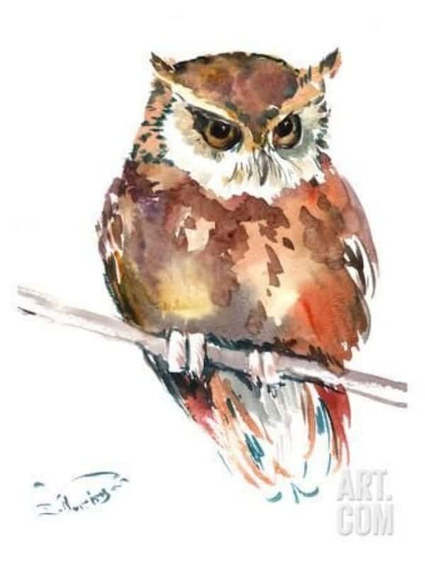 Owl  watercolor painting