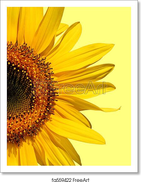 Half Sunflower 