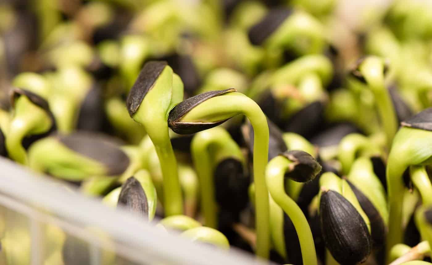 Micro greens. Germinated sunflower seeds, close up