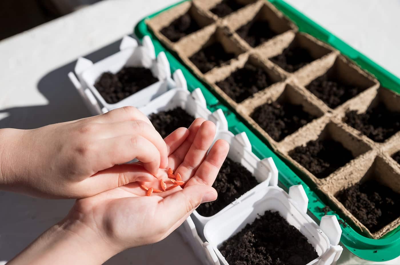 Female hand seeding for planting, Nursery Tray Vegetable Garden. AeroGarden Bounty Verdict