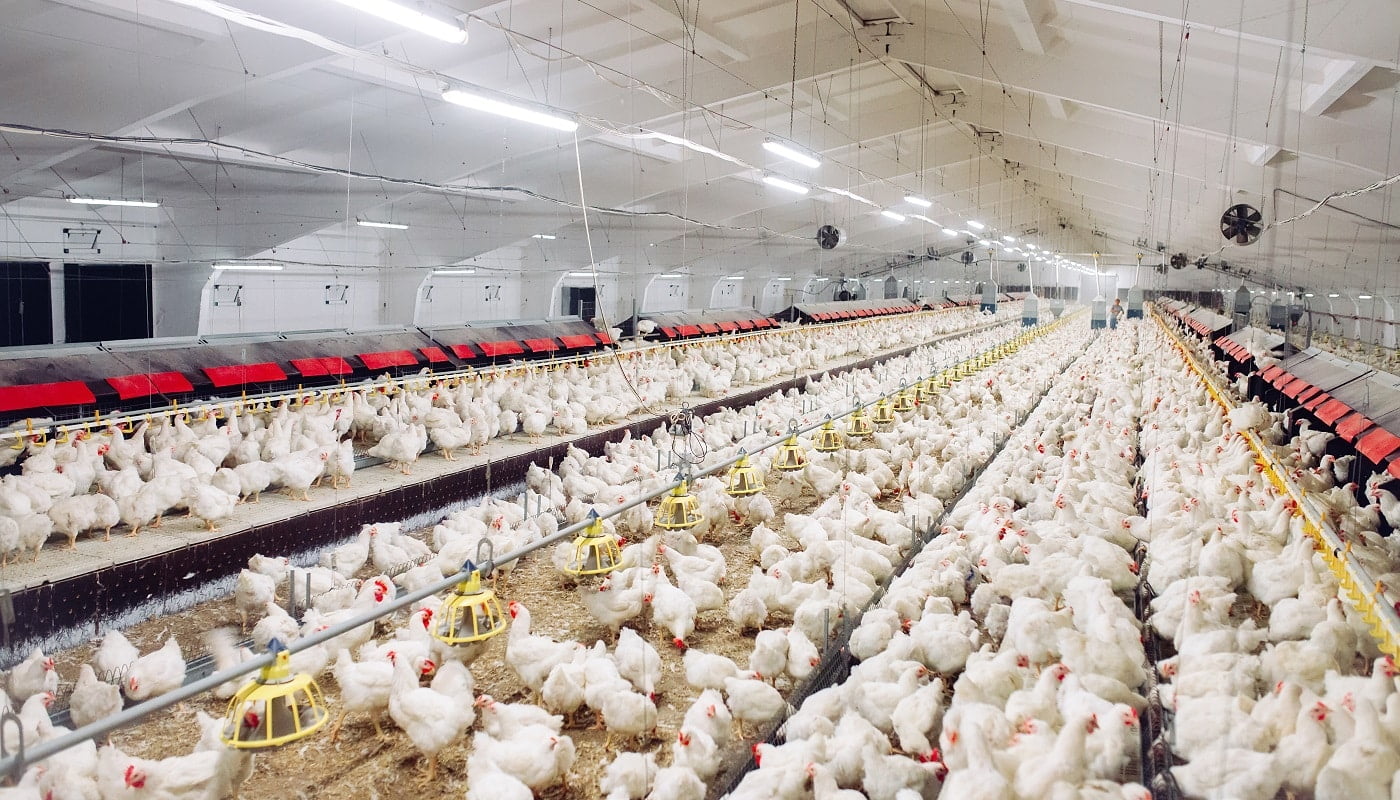 Indoors chicken farm, chicken feeding Automatic Chicken Coop Doors