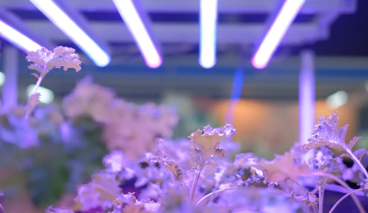 plant growing in smart indoor farm with artificial led light. spectrum phyto lamp for seedling & cultivation