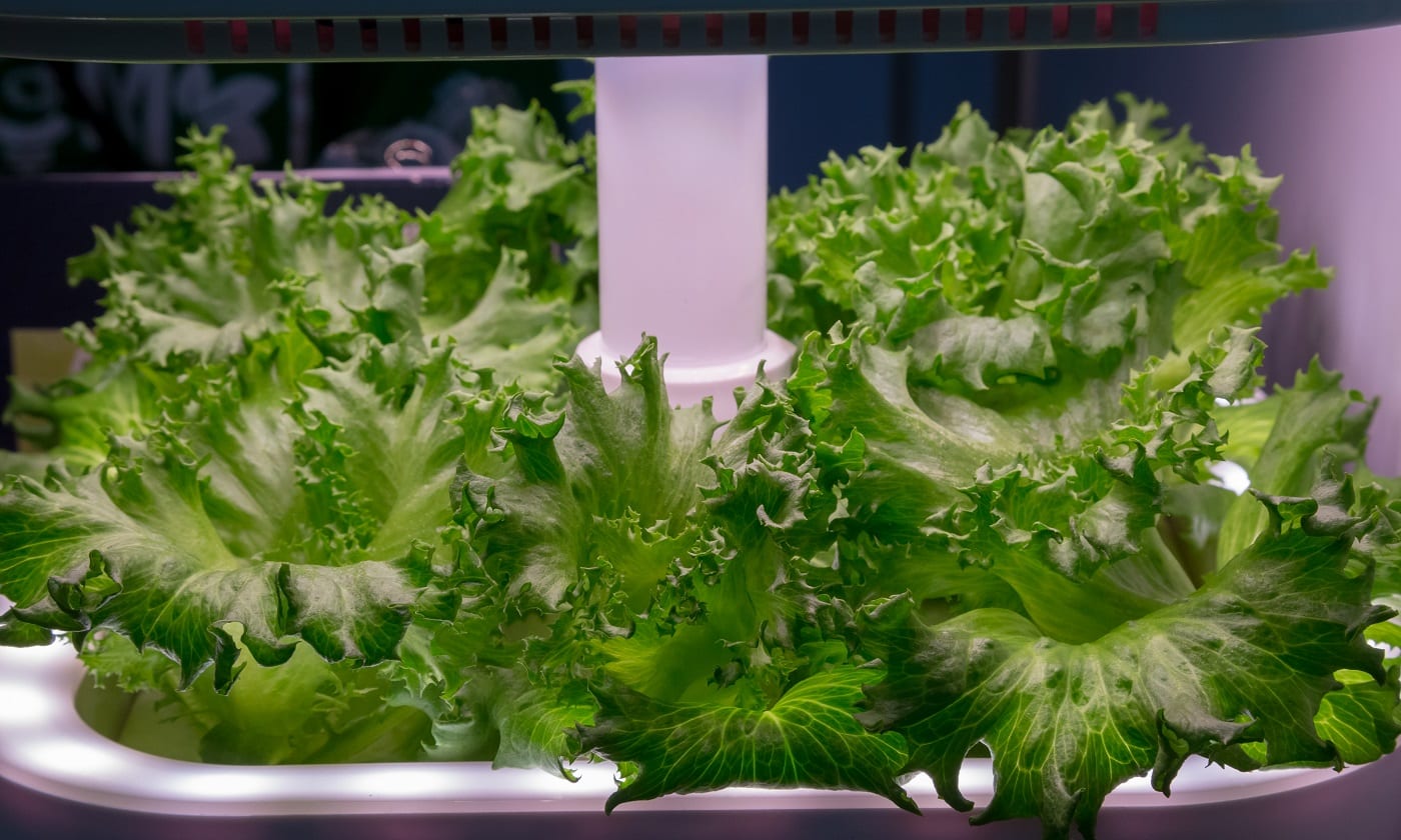 Vegetable growing with LED Light Indoor farm, Agriculture Technology. Organic hydroponic Brassica chinensis