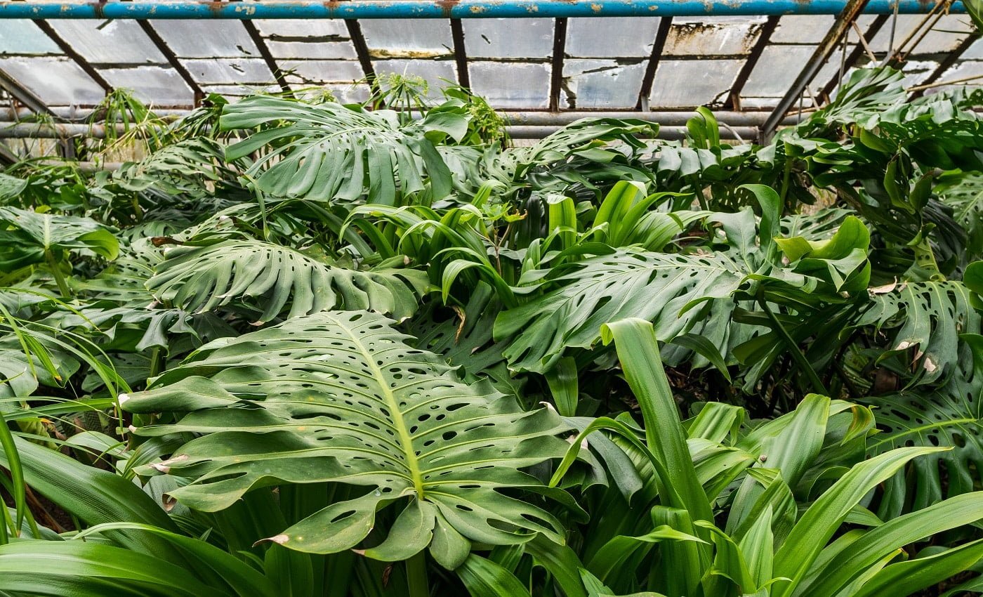 Various tropical plants. Trees and palm trees grow in hothouse conditions. The roof of the greenhouse passes a daylight