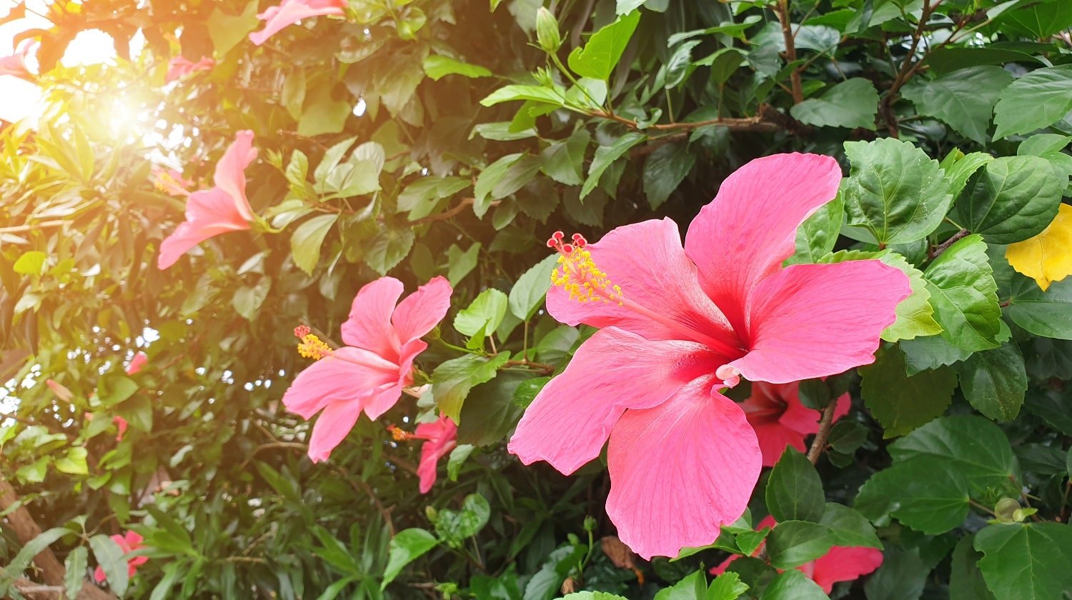 red hibiscus flower and green leaf in natural garden