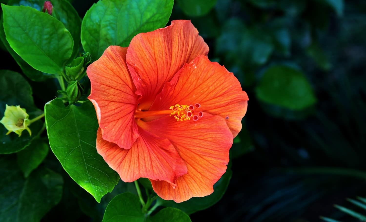 A closeup shot of a beautiful Hawaiian hibiscus in Tuscany And Elba in Italy