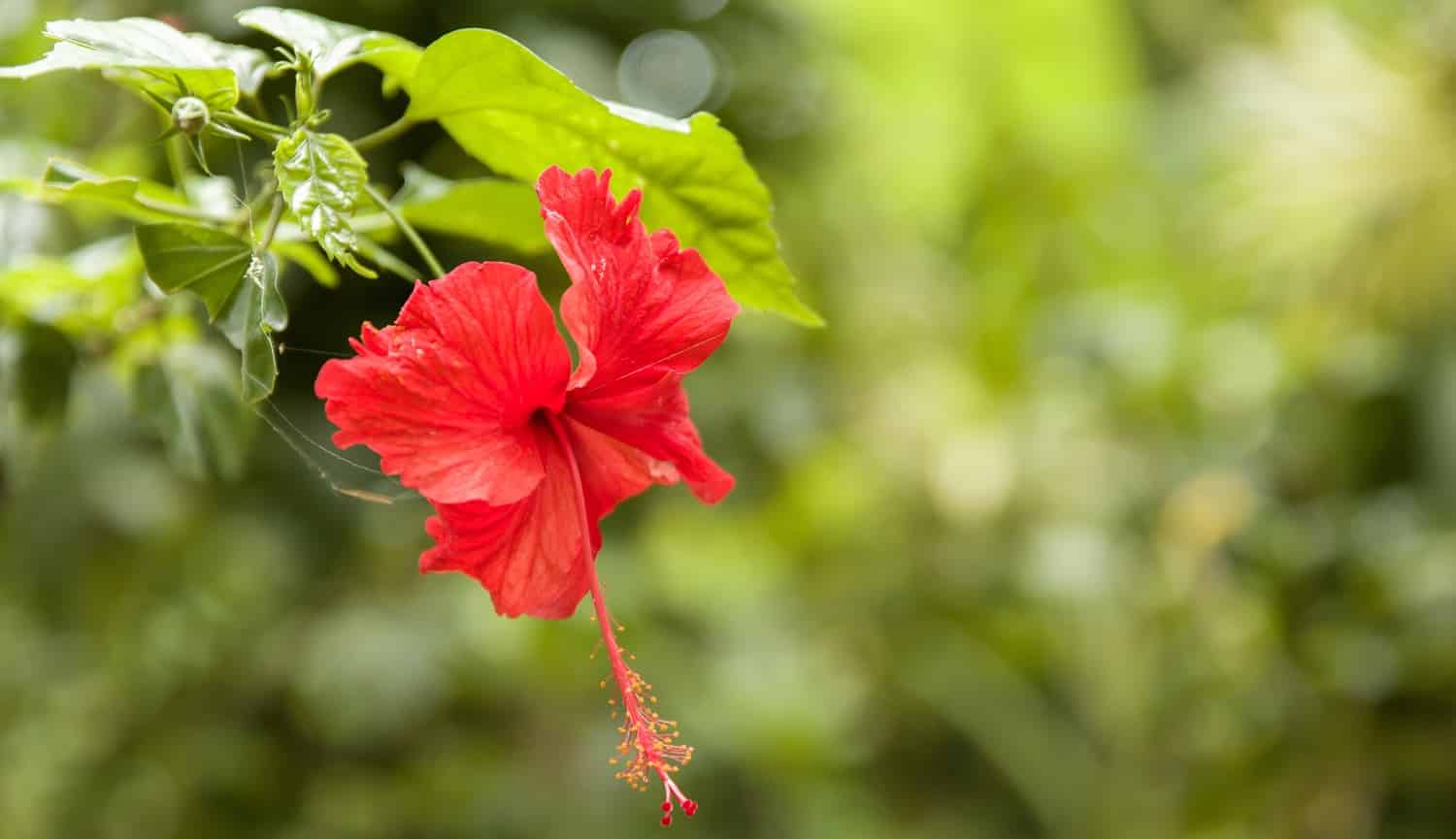 A closeup focused shot of a beautiful red-petaled Chinese hibiscus flower with green leaves. Best Fertilizer for Hibiscus Verdict