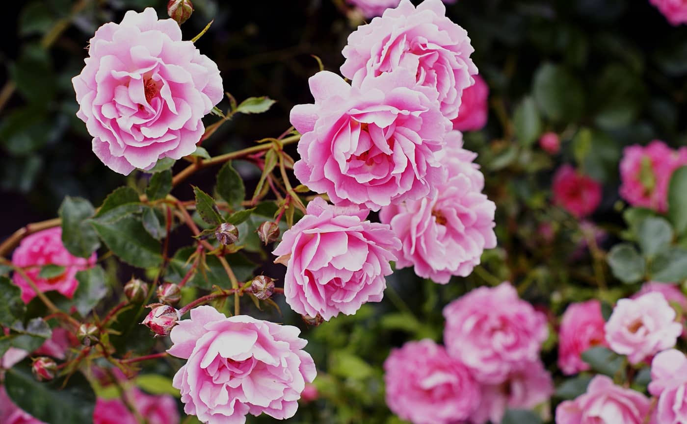 A closeup shot of beautiful pink garden roses growing on the bush