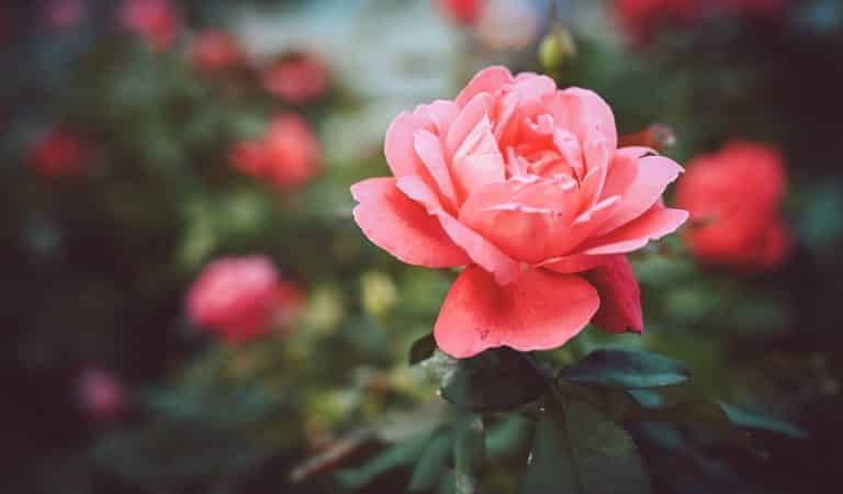 A closeup shot of a pink garden rose with a blurred natural background - great for a blog