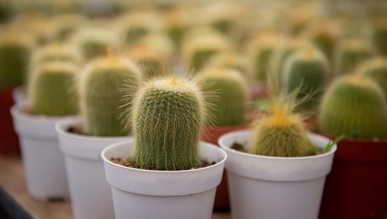 Cactus flower in a cultured farm